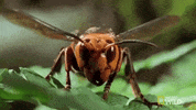 Wasp Hornet GIF by GIPHY News