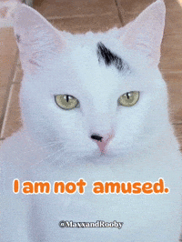 Mad White Cat GIF