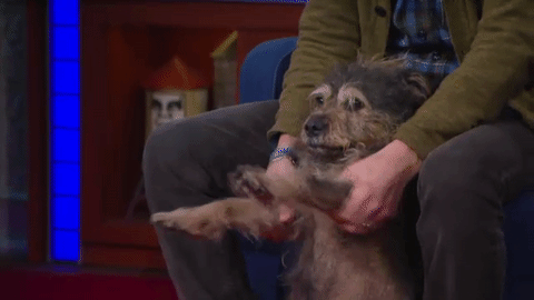 stephen colbert riley GIF by The Late Show With Stephen Colbert