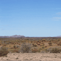 Big Bird GIF by TeaCosyFolk