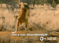 GIF by ThirteenWNET