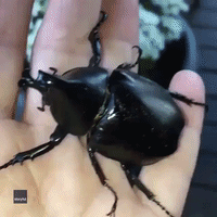 Queensland Woman Bonds With Hissing Rhinoceros Beetle