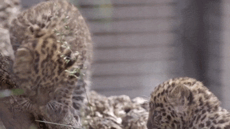 baby jump GIF by San Diego Zoo