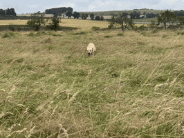 Labrador Retriever Dog GIF