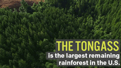 forest. rainforest GIF by Earthjustice