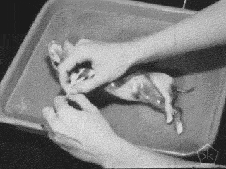 Black And White Pig GIF by Okkult Motion Pictures