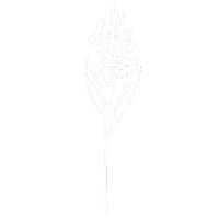 Flower December Sticker