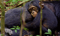 monkey GIF