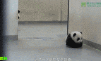 panda parenting GIF