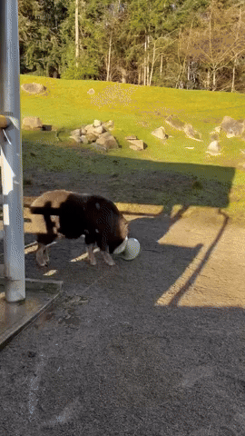 Muskox Teaches Calf How to Headbutt at Zoo