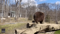 Brown Bear and Rescue Center Founder Bond During Playtime