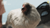 National Geographic Reaction GIF by Nat Geo Wild