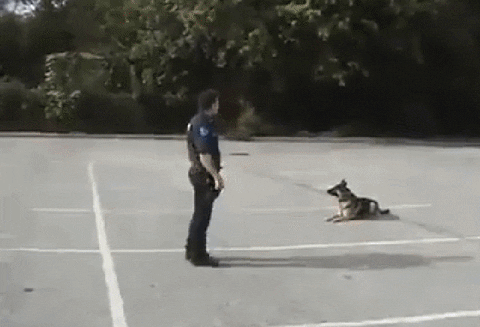 dog police GIF