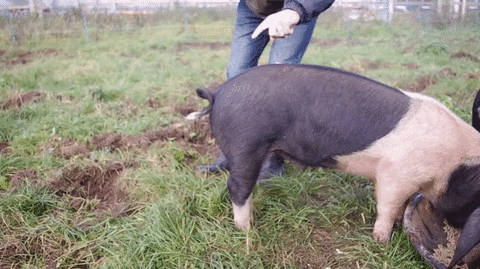 tail pigs GIF