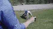 klypa klypa kjellen kae01 kjellen accepted GIF