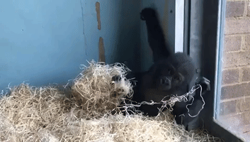 Hand-Reared Gorilla Makes Growth Progress at Bristol Zoo