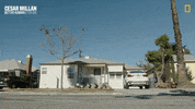 Dogwhisperer GIF by National Geographic Channel