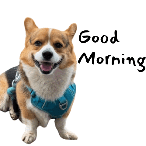 Milo_SiliconValley giphyupload dog corgi milo Sticker