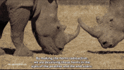 Poaching South Africa GIF by PBS News