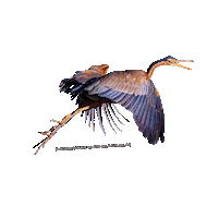 parcodeltapo nature bird bike duck Sticker