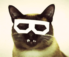 cat glasses GIF by hoppip