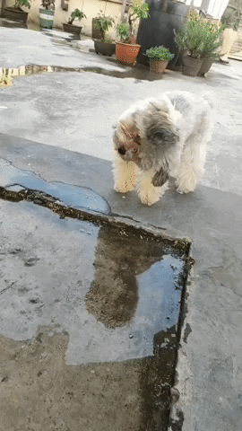 cuteanimalland giphyupload GIF