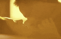 Gael Garcia Bernal Romance GIF