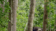 Bear Wildlife GIF by PBS