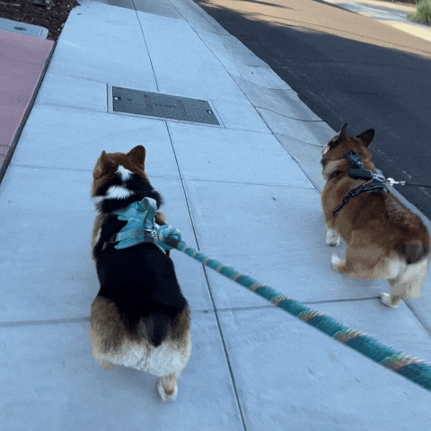 Big Brother Walk GIF