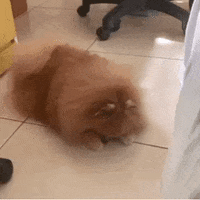 Pomeranian 為什麼 GIF