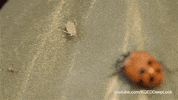 GIF by KQEDScience