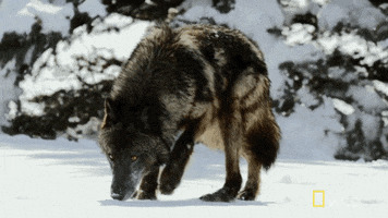 wolf looking GIF by Nat Geo Wild 