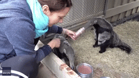 Baby Anteater Licks Volunteer's Face During Mealtime at Conservation Center in Brazil