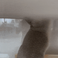 Squirrel Ground GIF