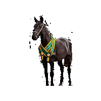 Mangalarga Sticker by Haras Misk