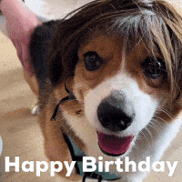 Happy Birthday Dog GIF