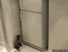 cat freezer GIF