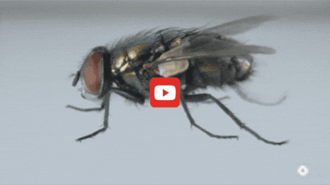 GIF by KQEDScience