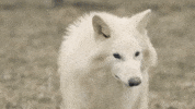 Wolf No GIF by Colossal