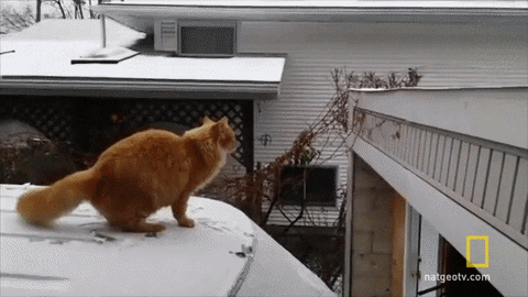 yairmau giphyupload GIF