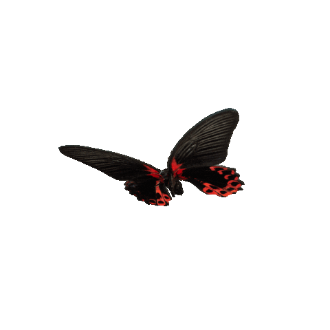 michaeldamnitz giphyupload butterfly schmetterling michaeldamnitz Sticker