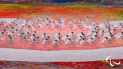 Paralympic Games GIF by International Paralympic Committee
