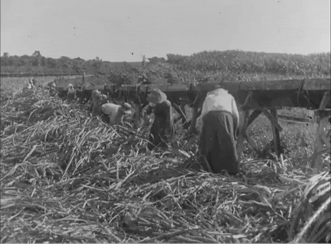 Sugar Cane Vintage GIF by US National Archives