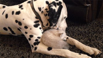caring GIF