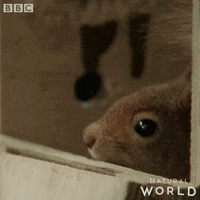 jump run GIF by BBC Earth