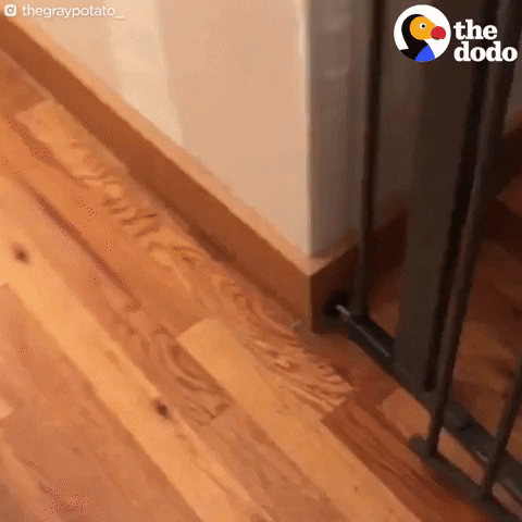 Dogs GIF by The Dodo