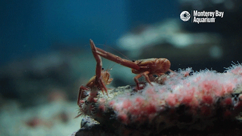 red crab win GIF by Monterey Bay Aquarium