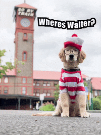 Golden Retriever Dog GIF