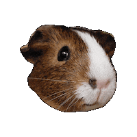 Hausbesuch Sticker by Luisas-Tierwelt