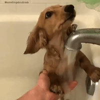 Owner Holds Scared Puppy's Paw During Bath Time